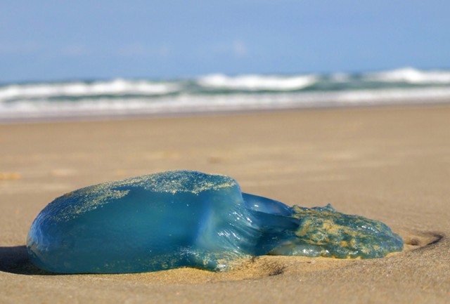 blue jelly on the beach...