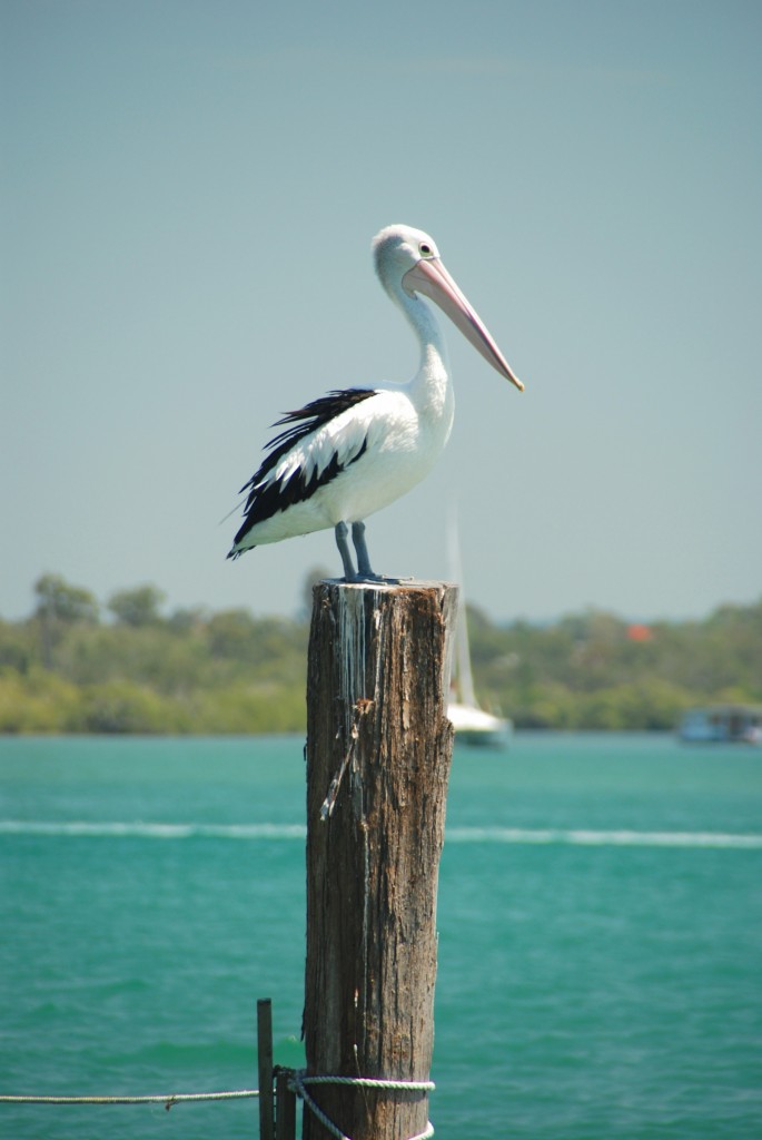 Perching pelican on Noosa River.....